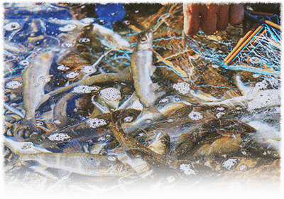 鮎の友釣り解禁