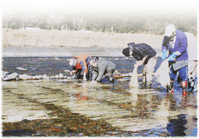 コウゾの寒ざらし