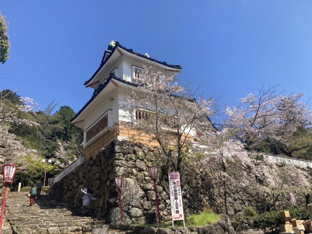 小倉公園　現在の桜開花状況