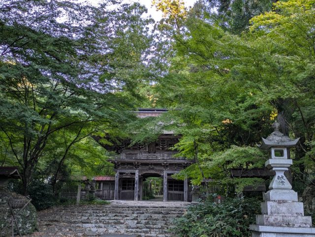 大矢田神社もみじ谷 現在の紅葉状況(2025)